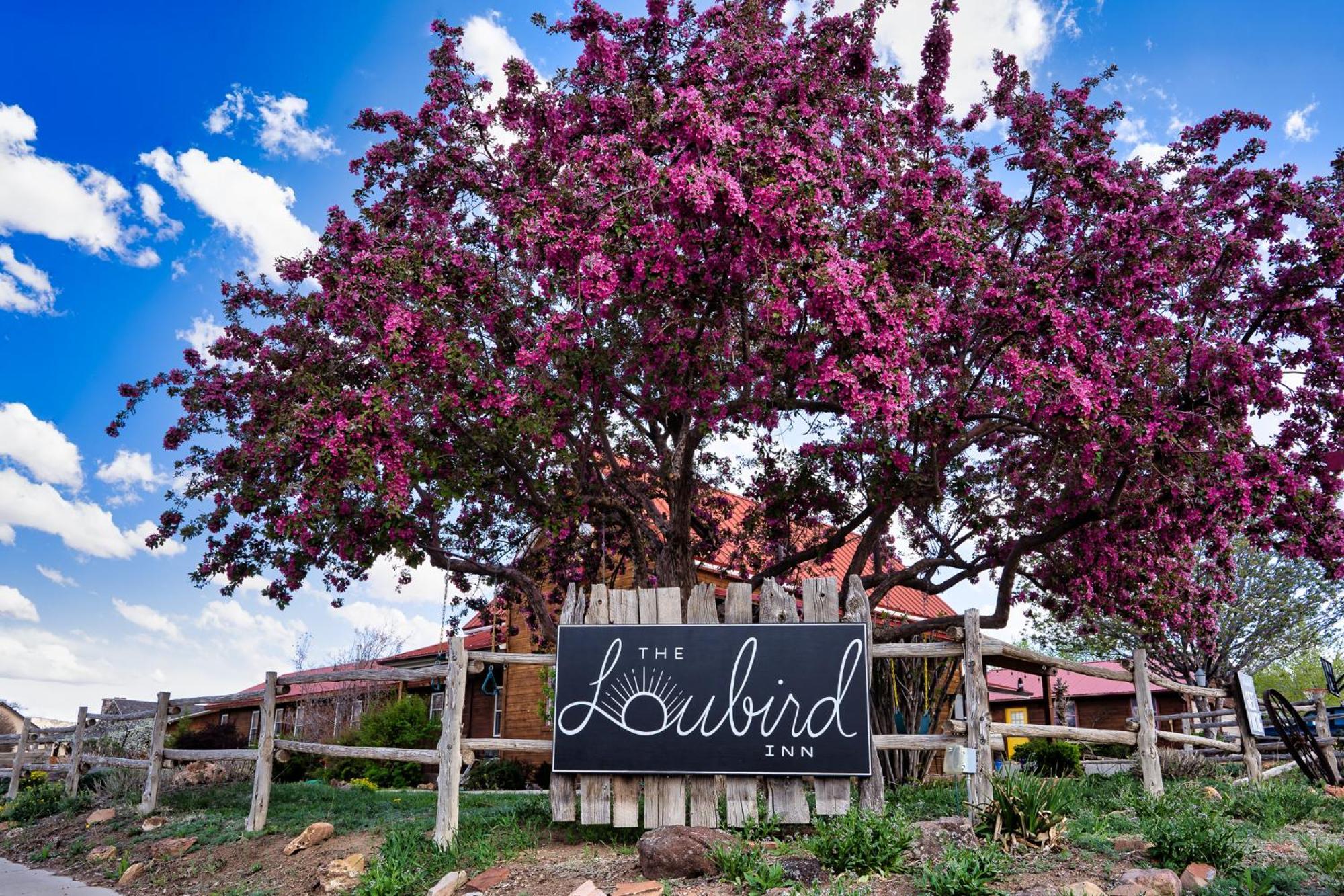 The Loubird Inn Escalante Dış mekan fotoğraf